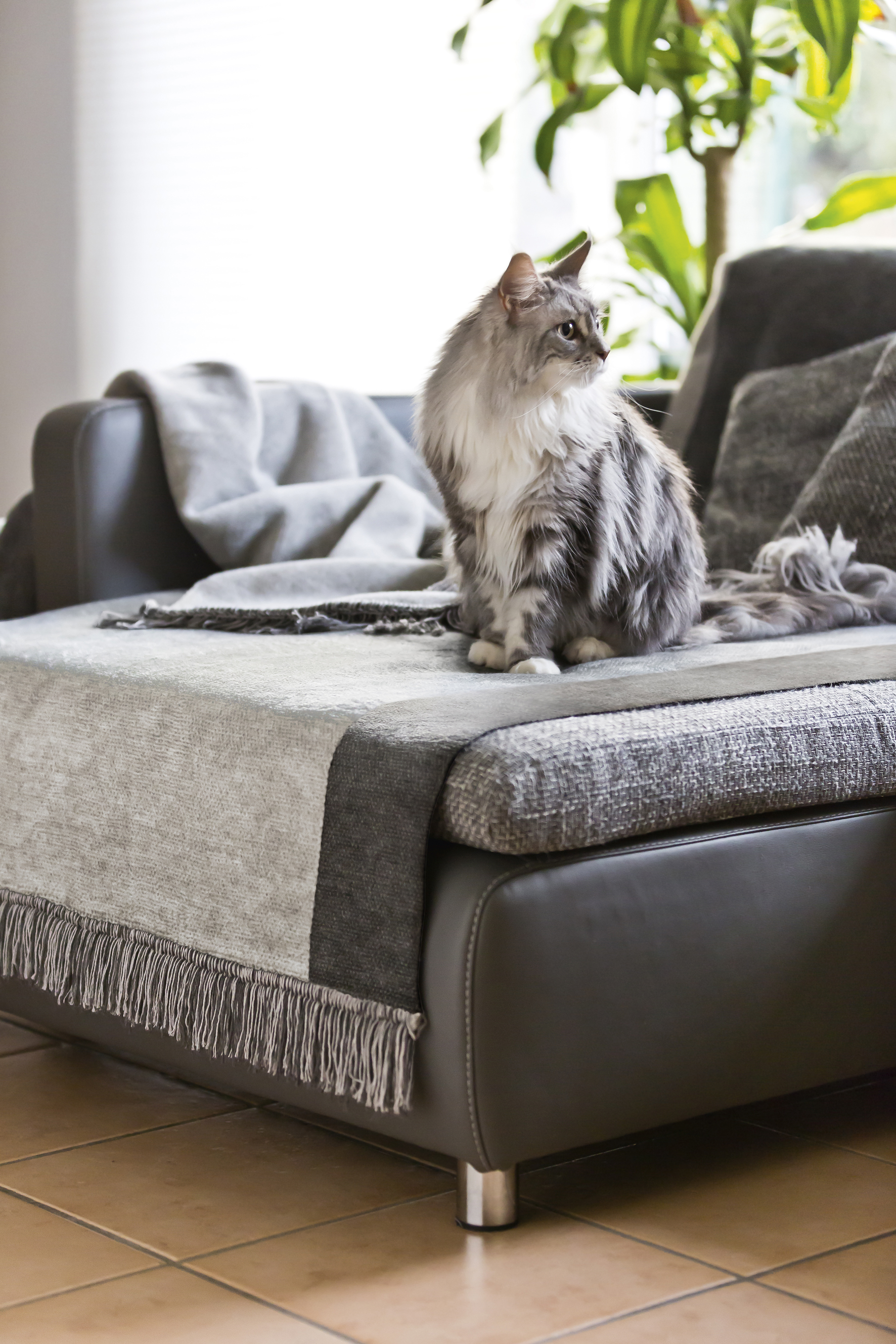 Sofa- und Sesselschoner "Cover Cotton - Salt & Pepper" in Wendeoptik mit Fransen in silber - 100x200 cm - Milieu